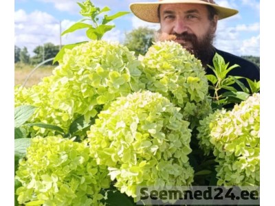 Millega väetada aedhortensiat: skeemid ja parimad väetised Eesti kliimas