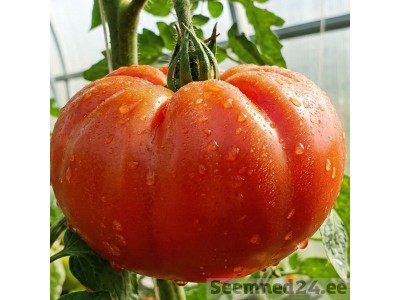 Magusad ja lihakad tomatid Eestis: Top 3 sorti, agrotehnika saladused ja maitse biokeemia