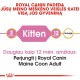 Royal Canin Maine Coon Kassipoegade Kuivtoit 2kg
