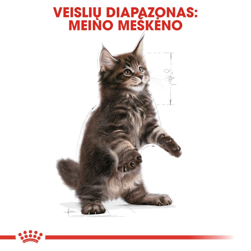 Royal Canin Maine Coon Kassipoegade Kuivtoit 2kg