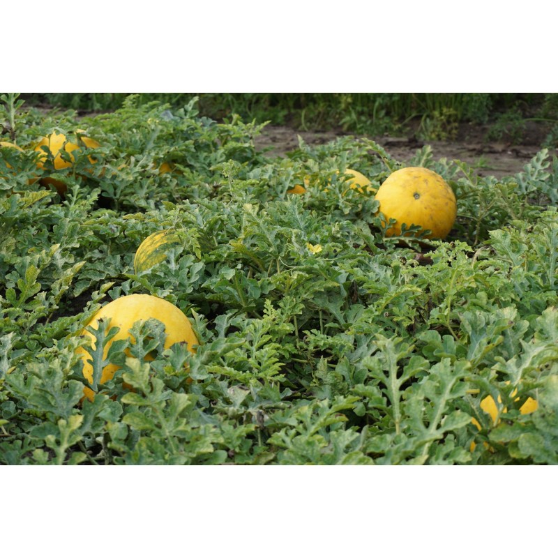 Arbuus Zloto Wolicy F1