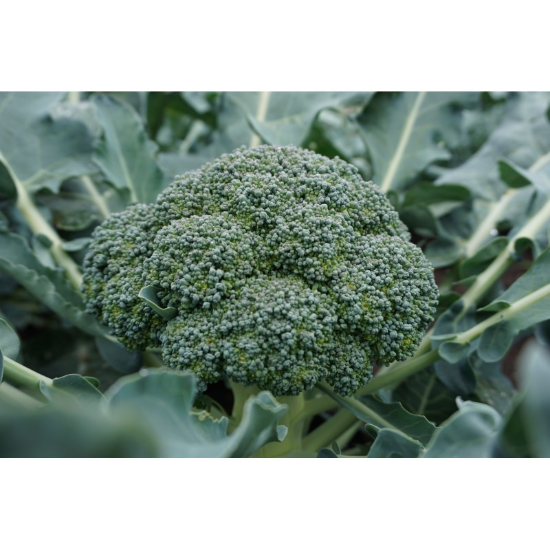 Brokkoli Lucky F1
