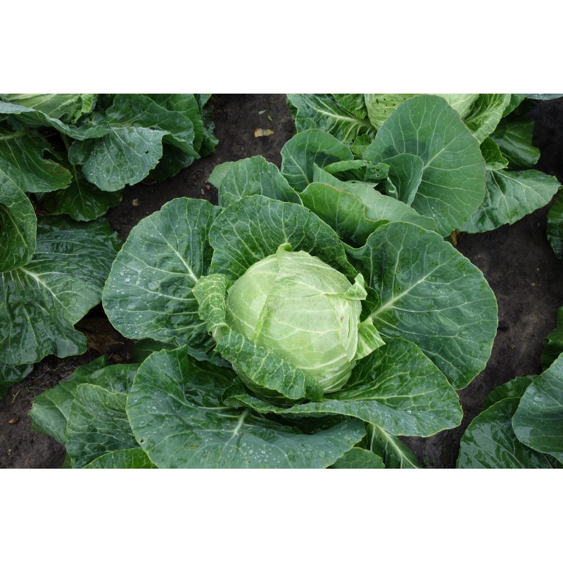 Valge peakapsas Slava F1