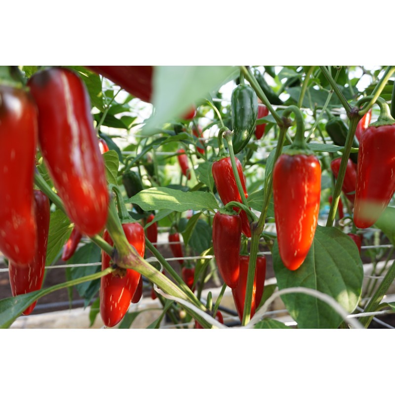 Kibe pipar Jalapeno M (5000 - 8000 SHU)