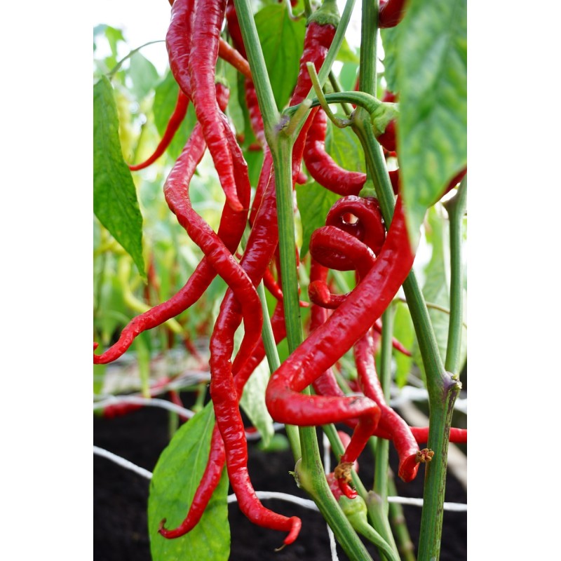 Paprika Spiralus