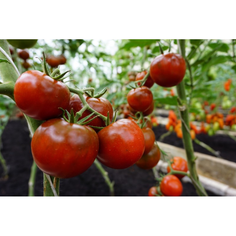 Tomat Bombonera F1