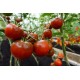 Tomat Bombonera F1