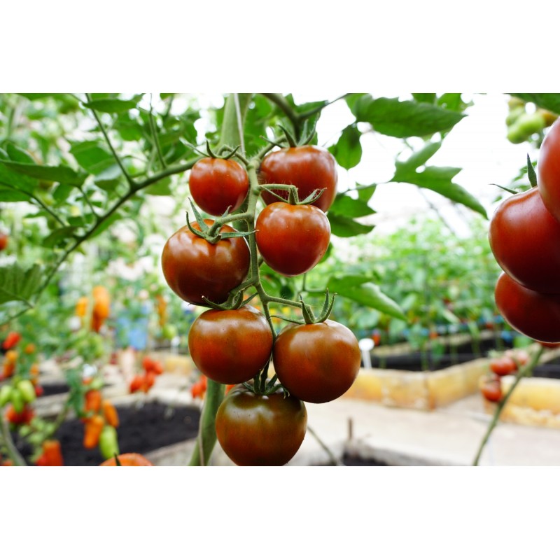 Tomat Bombonera F1
