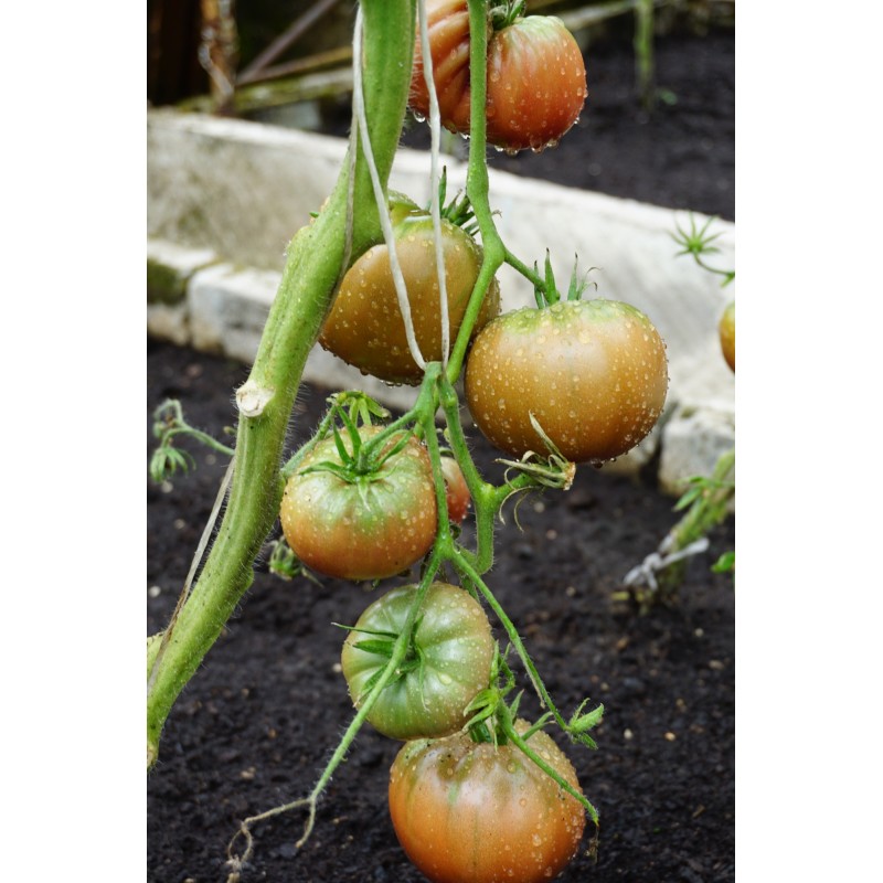 Tomat Noire De Crimée