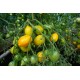 Tomat Citrina