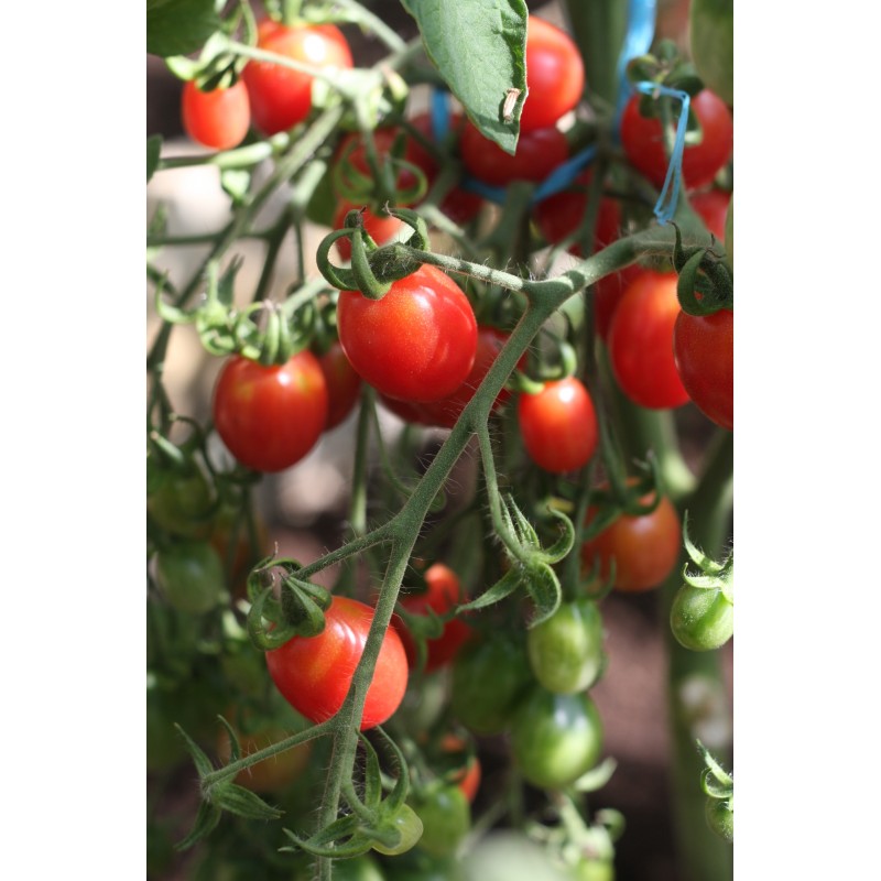 Tomat Malinowy Kapturek