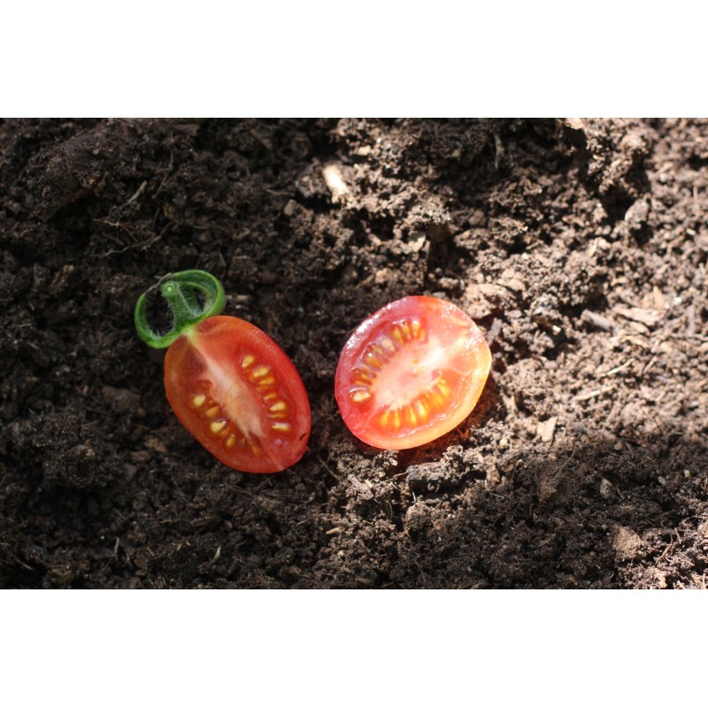 Tomat Malinowy Kapturek