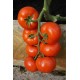 Tomat Abellus F1