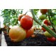 Tomat Bellfort F1