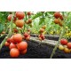 Tomat Dimerosa F1