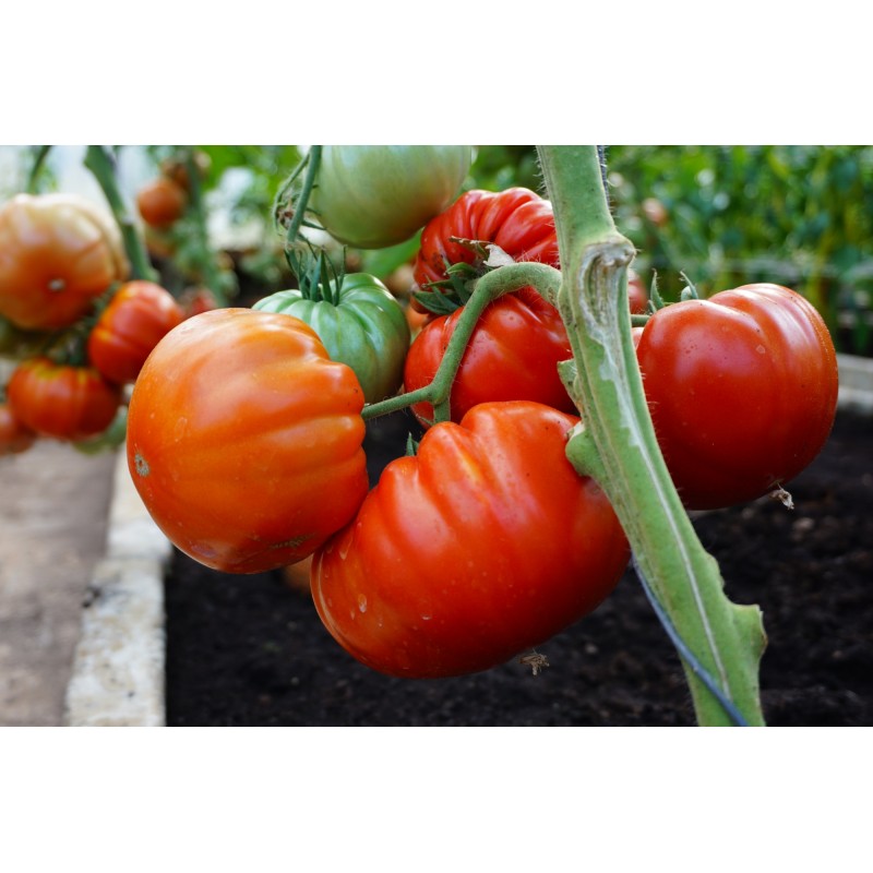 Tomat Buffalosteak F1