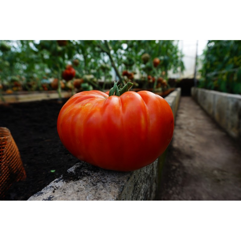 Tomat Buffalosteak F1