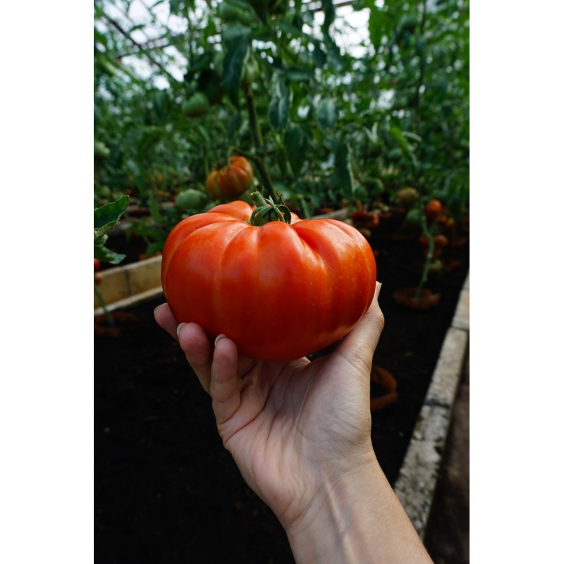 Tomat Buffalosteak F1