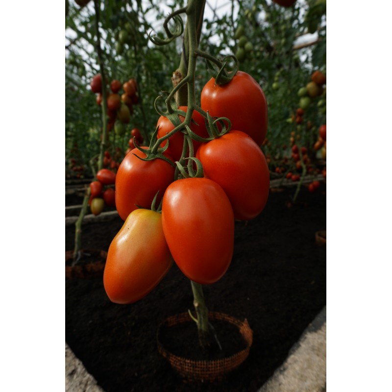 Tomat Granadero F1
