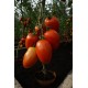 Tomat Granadero F1