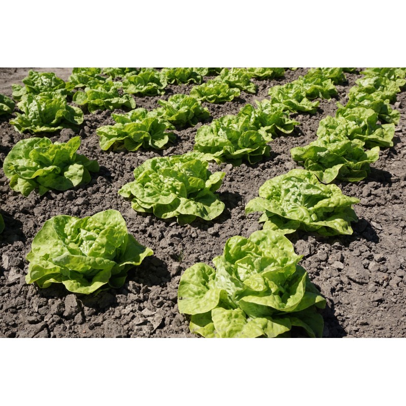 Zwart Duits Salatiseemned