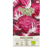 Salat, tsikoria ja põldkännak