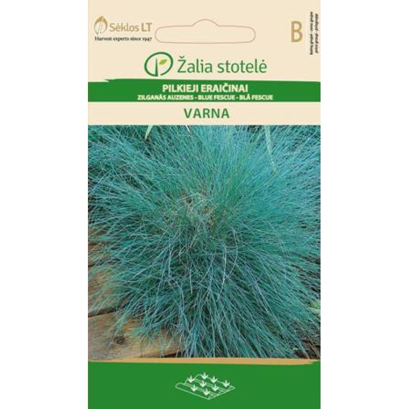 Sinine feskue Varna