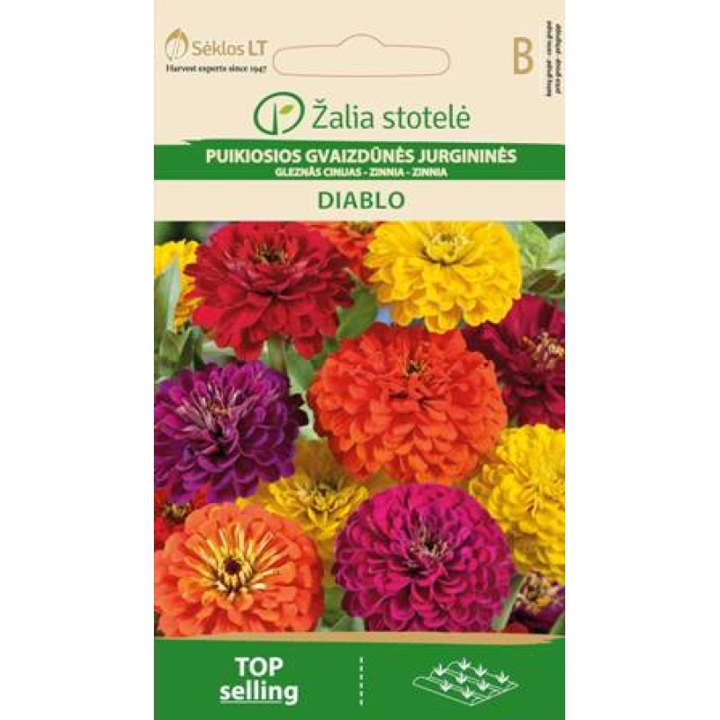 Zinnia Diablo