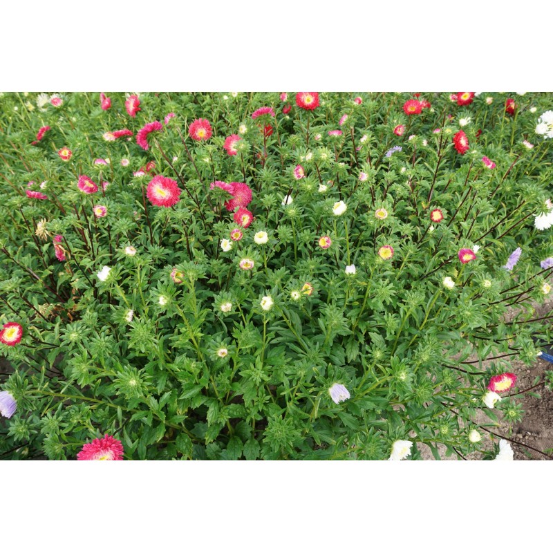 Hiina aster Princess