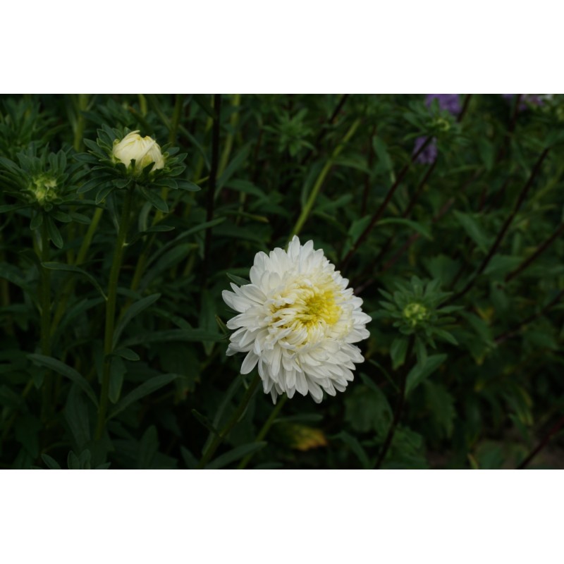 Hiina aster Princess