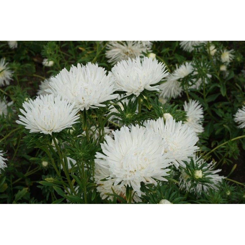 Aedaster Unicum valge