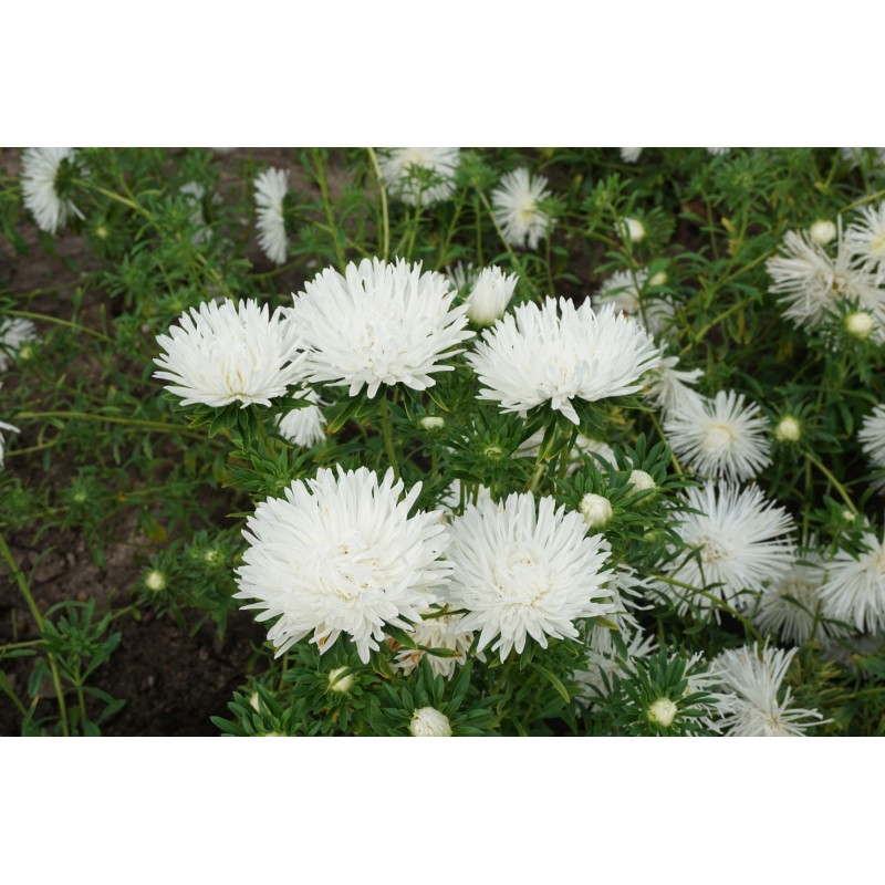 Aedaster Unicum valge