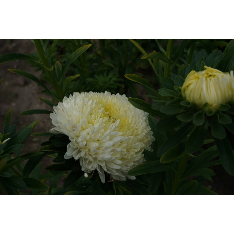 Aedaster Paeony