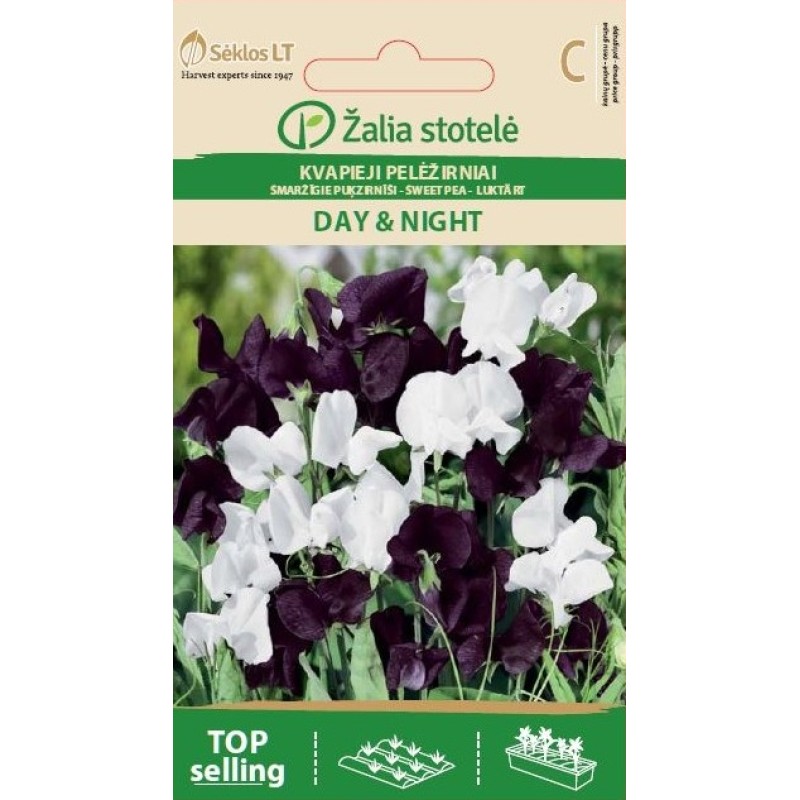 Lõhnav Lillhernes Day and Night