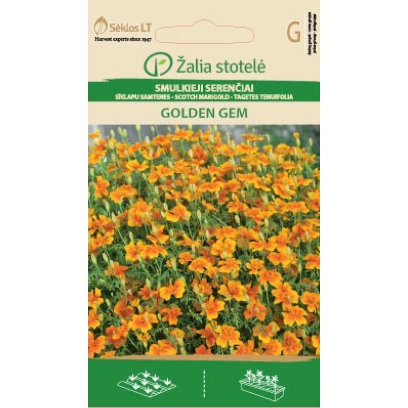 Šoti saialill Golden Gem