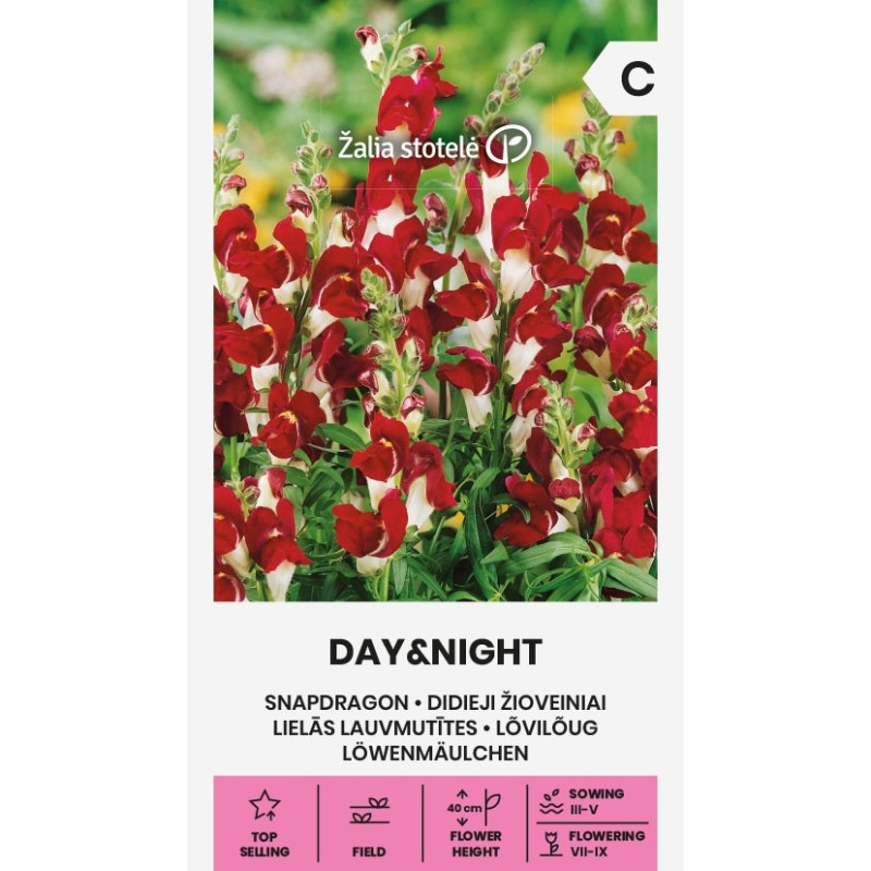 Lõvilõug Day and Night