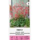 Heuchera Firefly