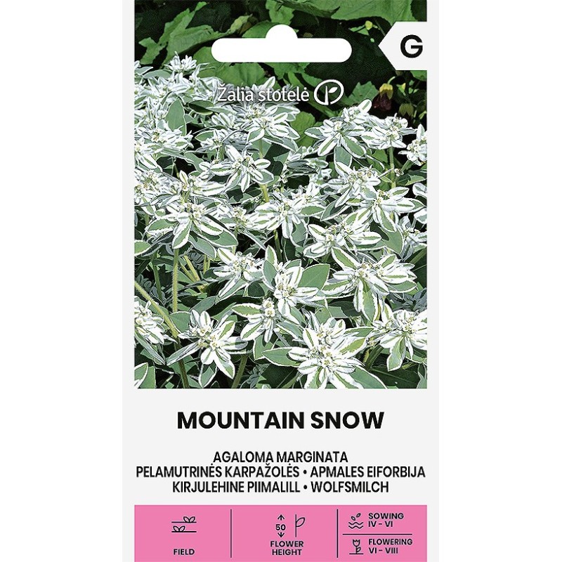 Agaloma Marginata Mountain Snow