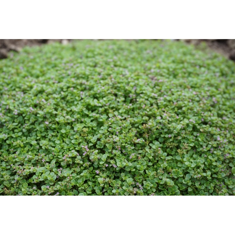 Münt Corsican Mini Mint