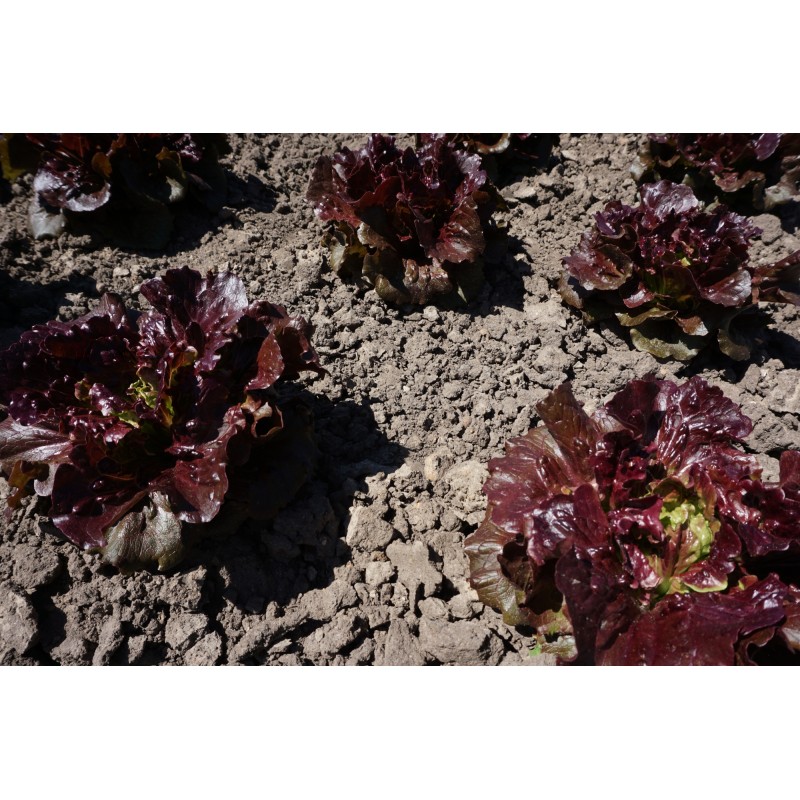 Florinred salatiseemned