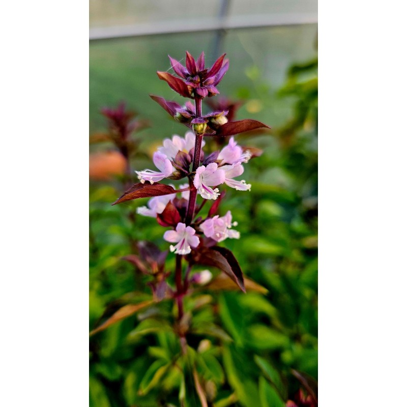 Basiilik Everleaf Thai Towers