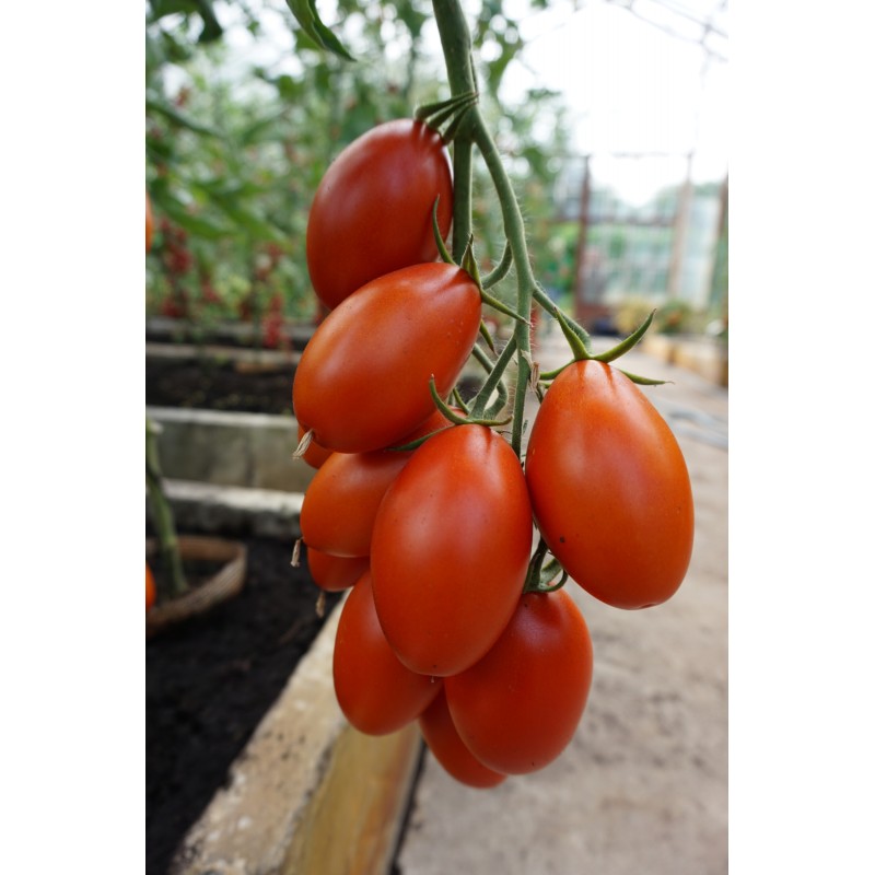 Tomat Blumko