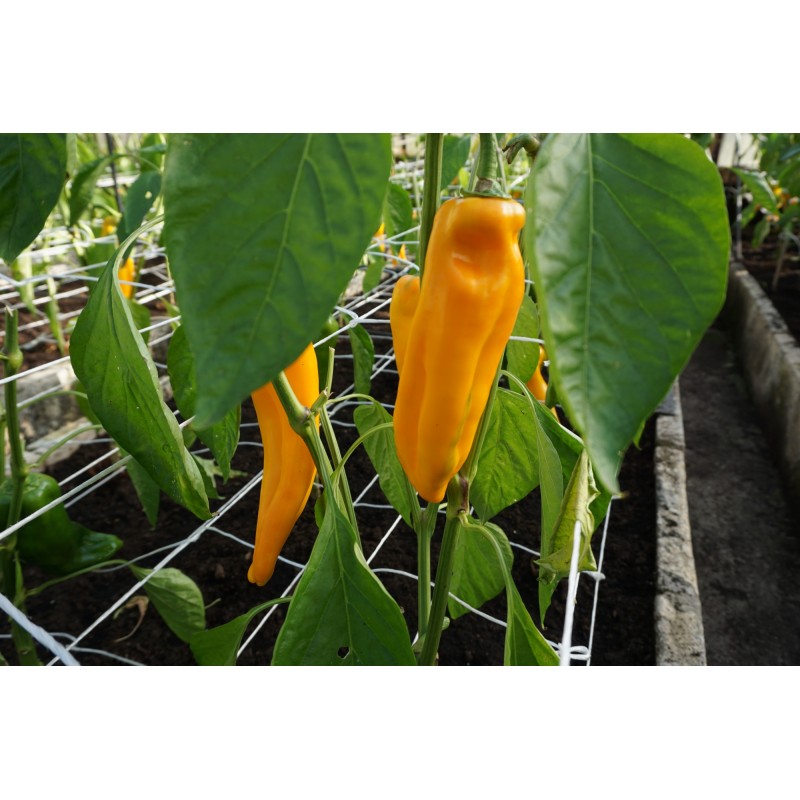 Paprika Astor F1