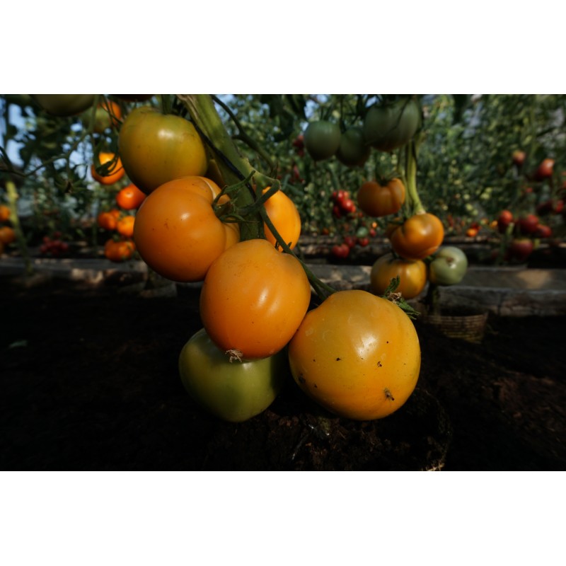 Tomat Oxheart Orange