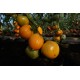 Tomat Oxheart Orange