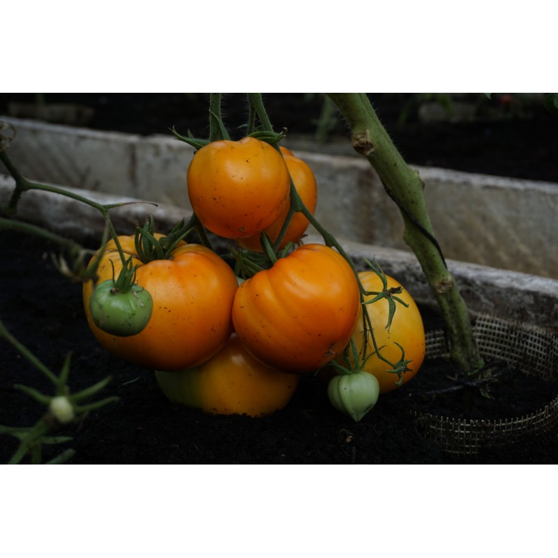 Tomat Oxheart Orange