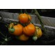 Tomat Oxheart Orange