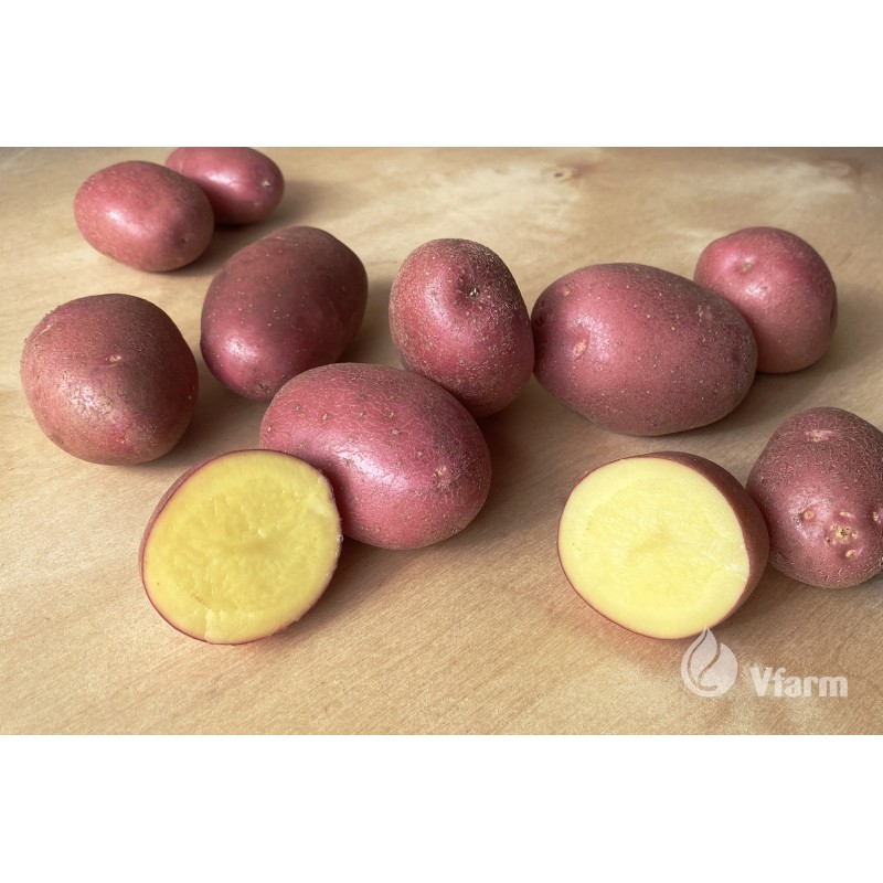 Seemnekartul Alouette A 5kg