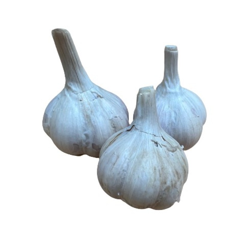 Talvine küüslauk Žiemiai (Suurus 1, 4+ cm)