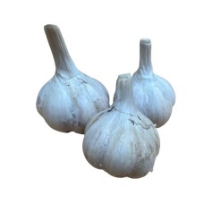Winter Garlic Žiemiai (Size 2, 5+ Cm)